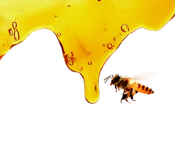 Honig Isoliert Auf Weiß Abfließen Lassen — Stockfoto