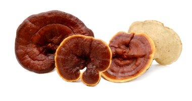 Ganoderma Lucidum Mantarı beyaz arka planda izole edildi 