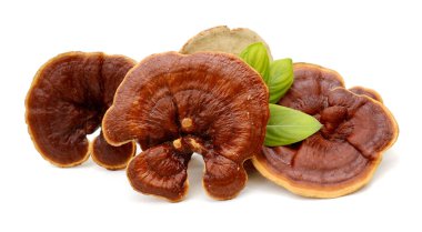 Kuru Ganoderma lucidum mantar beyaz arka planda izole. Li