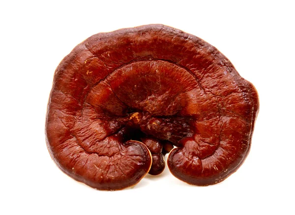 Ganoderma Lucidum Geïsoleerd Witte Achtergrond — Stockfoto