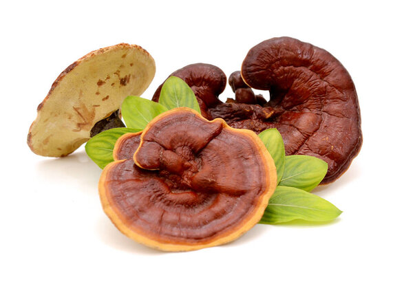 Ganoderma Lucidum isolated on white background