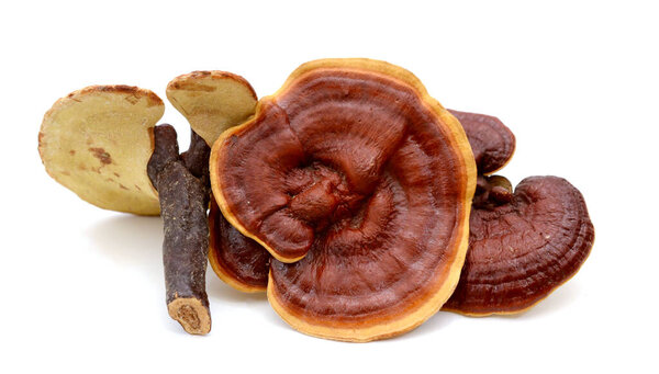 Set of Lingzhi, Ganoderma lucidum isolated on white. Chinese tra