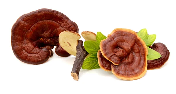 Ganoderma Lucidum Champiñón Aislado Sobre Fondo Blanco —  Fotos de Stock