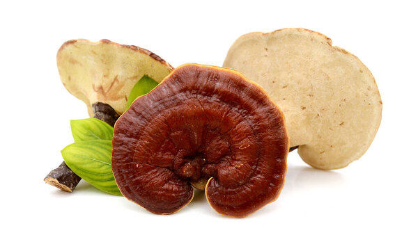 Ганодерма Lucidum изолированы на белом фоне 