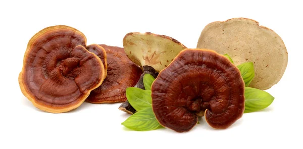 Ganoderma Lucidum Geïsoleerd Witte Achtergrond — Stockfoto