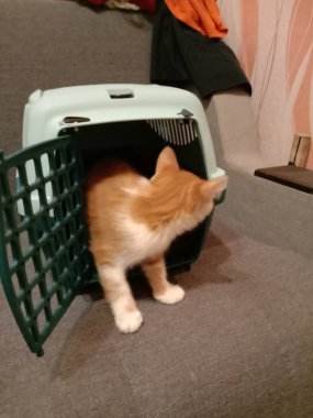 Evinin yanında küçük kırmızı bir kedi yavrusu yatıyor.