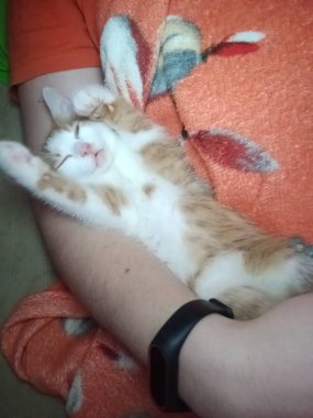 Evinin yanında küçük kırmızı bir kedi yavrusu yatıyor.