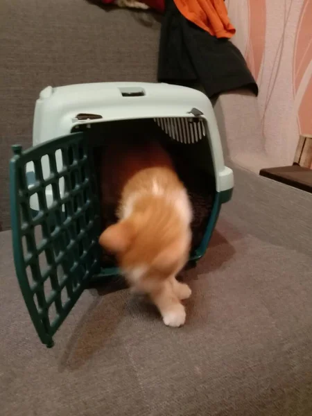 Pequeno Gatinho Vermelho Perto Sua Casa Jaz Sua Mão — Fotografia de Stock