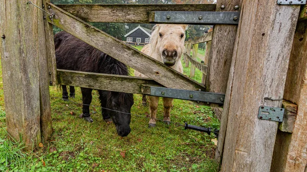 Dois pôneis vistos através de uma cerca de madeira — Fotografia de Stock