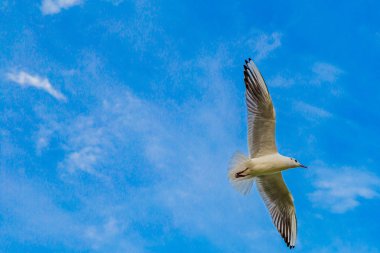 Yoğun mavi gökyüzünde uçan martı, doğal hayatın tadını çıkarmak için harika bir gün.