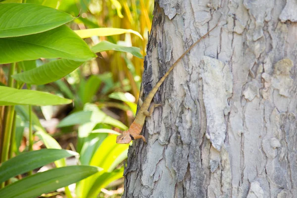 Dragón barbudo, Pogona, reptiles, lagarto . — Foto de Stock