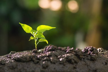 Büyüyen bitki, Genç Fideler, bitki tohum, tarım kavramı.