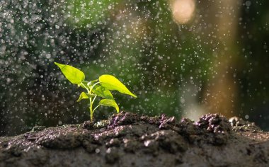 Tarım, beslenmesi ve sulama genç bitkiler doğal yeşil arka plana sahip verimli topraklar üzerinde büyüyen büyüyen bitkiler, bitki fide,.