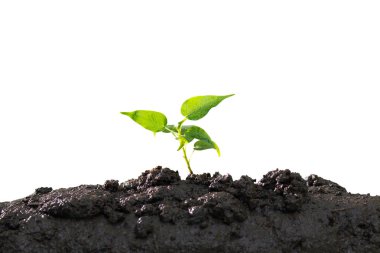 Büyüyen bitki, Genç Fideler beyaz arka plan üzerinde izole.