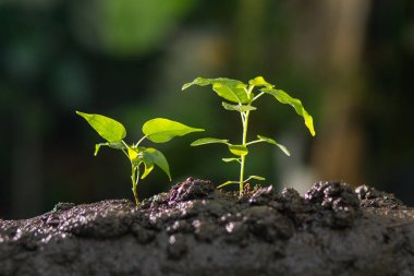 Büyüyen bitki, Genç Fideler, bitki tohum, tarım kavramı.