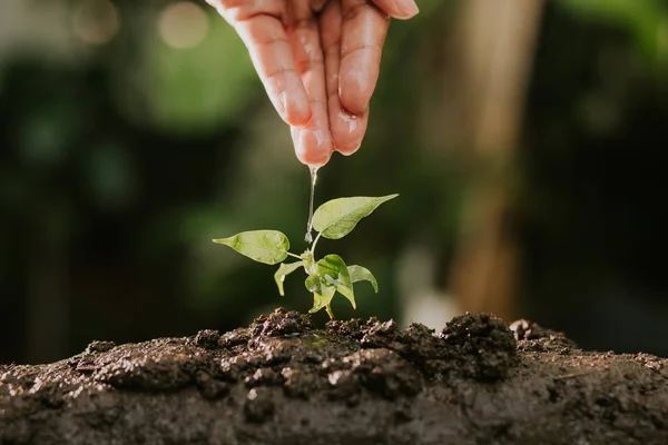 Agriculture , Growing plants , Plant seedling , Hand nurturing and watering young plants growing on fertile soil with natural green background.