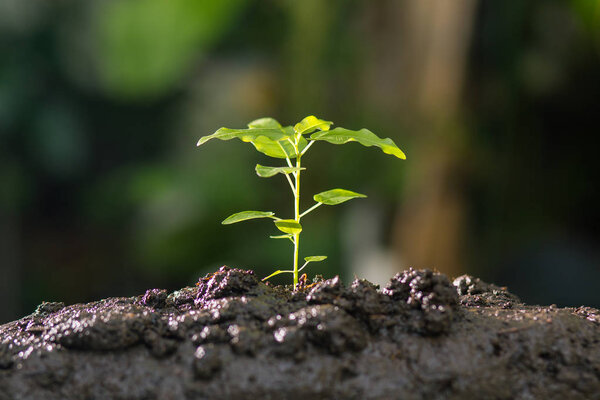 Растущее растение, молодая капуста, посев растений, концепция сельского хозяйства
.