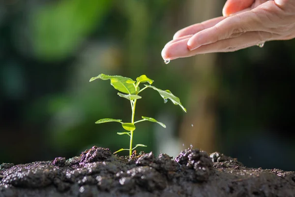 Agriculture , Growing plants , Plant seedling , Hand nurturing and watering young plants growing on fertile soil with natural green background.