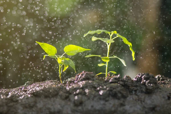 Agriculture , Growing plants , Plant seedling , Nurturing and watering young plants growing on fertile soil with natural green background.