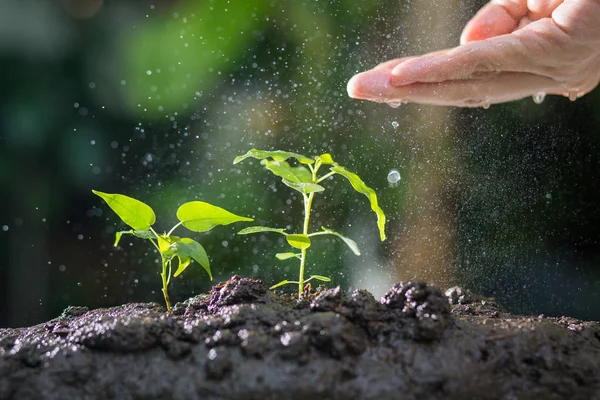 Agriculture , Growing plants , Plant seedling , Hand nurturing and watering young plants growing on fertile soil with natural green background.