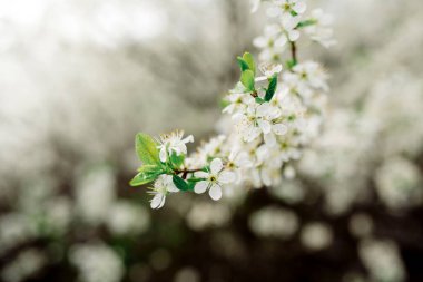 Bahçede vahşi kirazlar açıyor.