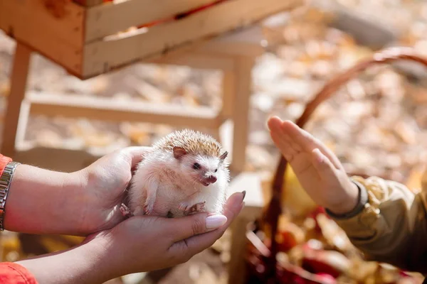 Cute hedgehog sits in the hands of people