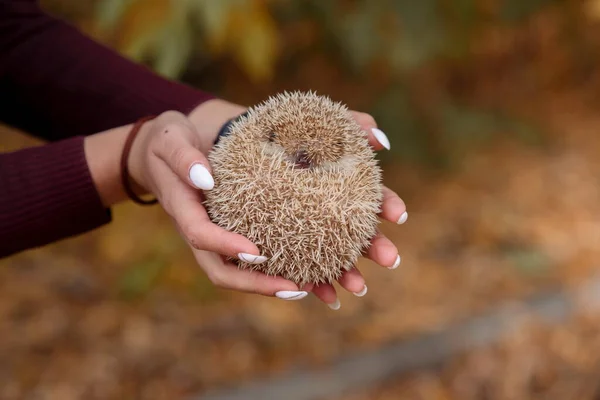 Cute hedgehog sits in the hands of people