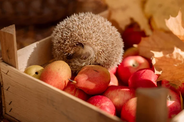 Elma ve armutla dolu bir kutuda şirin kirpi.
