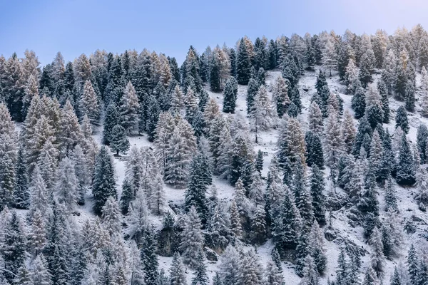 Árboles Cubiertos Nieve Las Montañas Alpinas Italianas Durante Invierno Soleado — Foto de Stock