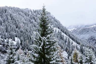 Sisli bir akşamda kış boyunca İtalya 'nın dağlarındaki ağaçların tepeleri karla kaplıydı.