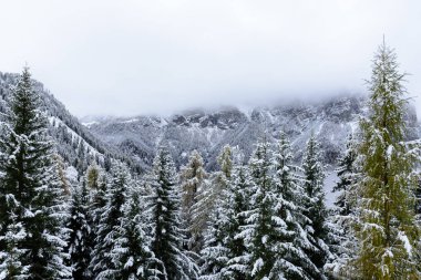 Sisli bir akşamda kış boyunca İtalya 'nın dağlarındaki ağaçların tepeleri karla kaplıydı.