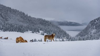 Beautiful brownish horse in Italian Alps during winter, South tyrol region / Eveining with fog in background clipart