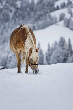 İtalya Alpleri 'nde kışın yemek için ot arayan güzel kahverengi at, Güney Tyrol bölgesi / Arka planda sis olan akşam