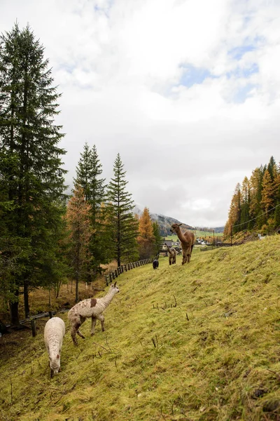 Manada Alpacas Molhadas Pastando Nos Alpes Italianos Dia Chuvoso Nublado — Fotografia de Stock