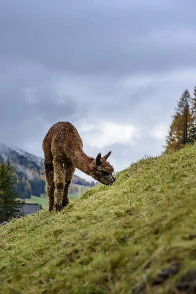 Close Alpacas Molhadas Pastando Nos Alpes Italianos Dia Chuvoso Nublado — Fotografia de Stock