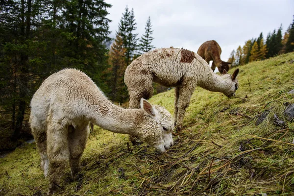 Close Alpaca Bagnati Pascolo Nelle Alpi Italiane Una Giornata Nuvolosa — Foto Stock