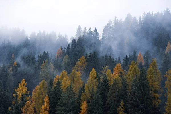 Strati Nuvole Basse Che Ricoprono Foresta Alpina Alto Adige — Foto Stock