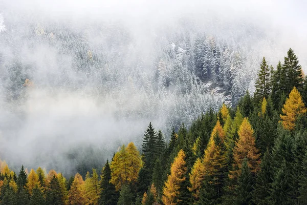 Sonbahar ve kış renk karışımı / İtalyan Alp dağları sonbahar boyunca sisli bir günde kışa geçiş yapar