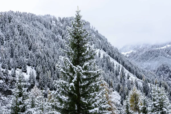 Sisli bir akşamda kış boyunca İtalya 'nın dağlarındaki ağaçların tepeleri karla kaplıydı.