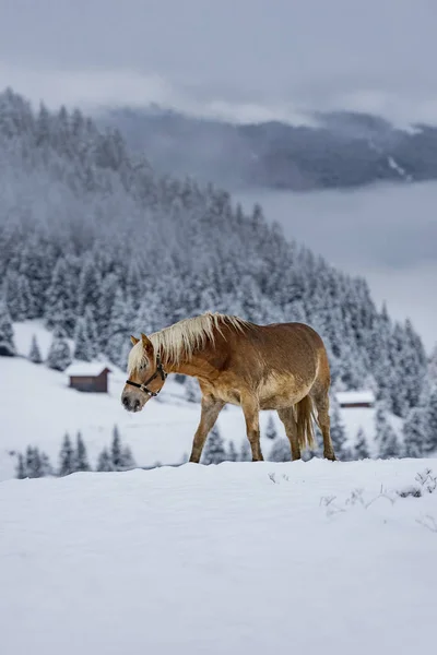 Krásný Hnědý Kůň Italských Alpách Zimě Jižní Tyrolsko Eveining Mlhou — Stock fotografie