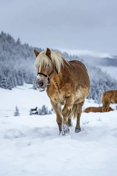 Krásný Hnědý Kůň Italských Alpách Zimě Jižní Tyrolsko Eveining Mlhou — Stock fotografie