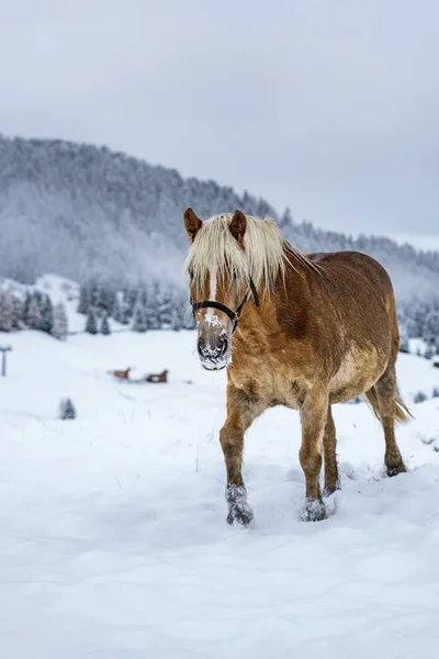 Krásný Hnědý Kůň Italských Alpách Zimě Jižní Tyrolsko Eveining Mlhou — Stock fotografie