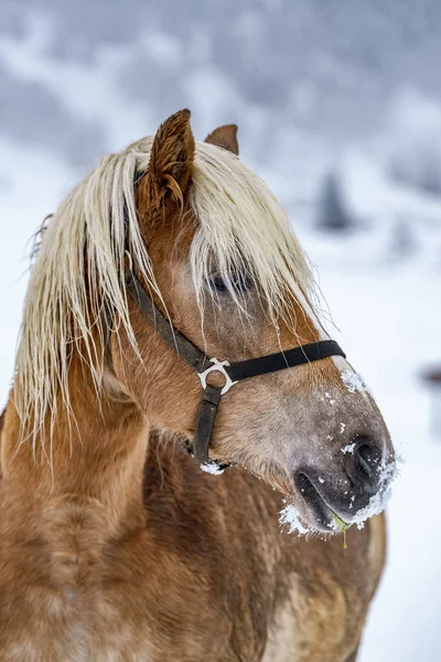 Retrato Hermoso Caballo Parduzco Los Alpes Italianos Durante Invierno Región —  Fotos de Stock