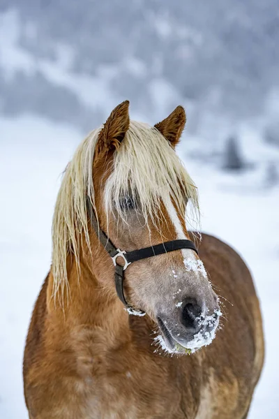 Portret Pięknego Brązowawego Konia Alpach Włoskich Zimą Region Południowego Tyrolu — Zdjęcie stockowe