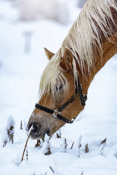 Krásný Hnědý Kůň Hledá Trávu Jídlu Italských Alpách Zimě Jižní — Stock fotografie