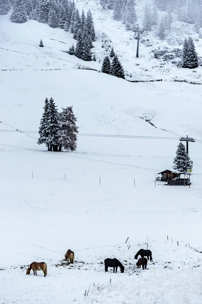 Stado Koni Alpach Włoskich Zimą Region Południowego Tyrolu Wieczór Mgłą — Zdjęcie stockowe