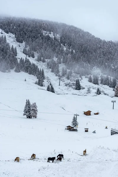 Rebanho Cavalos Nos Alpes Italianos Durante Inverno Região Tirol Sul — Fotografia de Stock