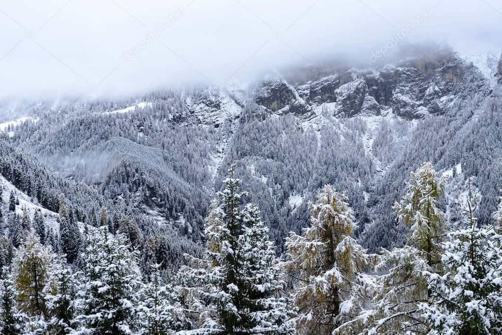 Snow covered tree tops in Italian alpine mountains during winter in foggy evening
