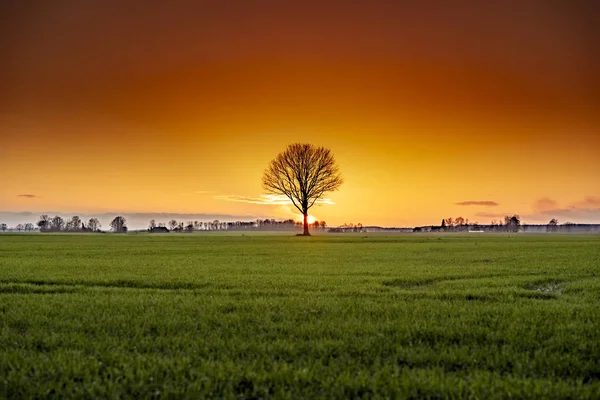 Osamělý Strom Poli Při Západu Slunce Živé Oranžové Pozadí — Stock fotografie