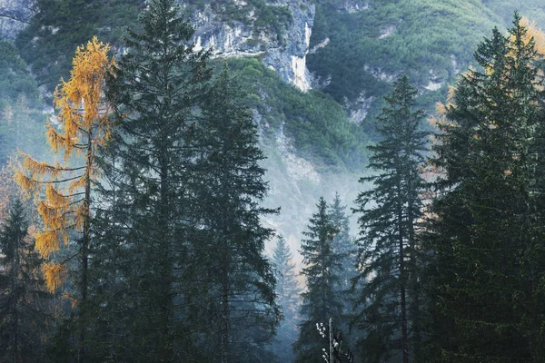 이탈리아 알프스 산맥의 삼림을 — 스톡 사진